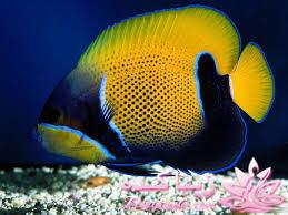 دنیای زیر آب