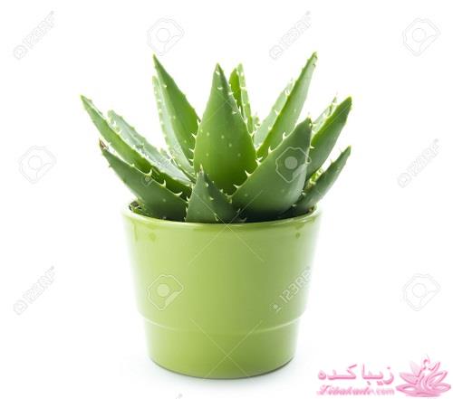 گیاهان آپارتمانی 