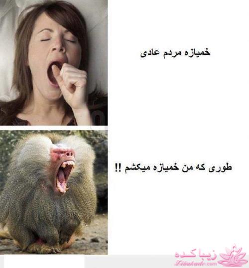 ترول های خنده دار | ترول های جدید 