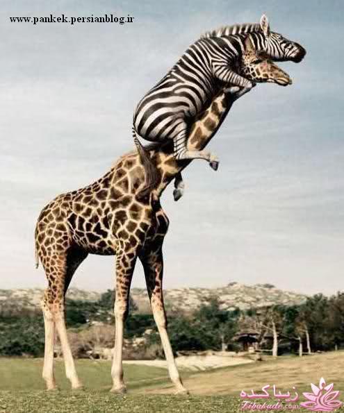 قاطی پاطی..........تاتی تاتی