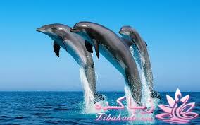 دنیای زیر آب