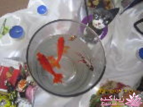 علی،جان پدر، به زندگی خوش آمدی(آلبوم عکس امیرعلی جان پدر ومادر)