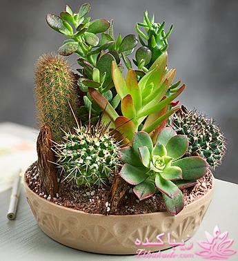 گیاهان آپارتمانی 