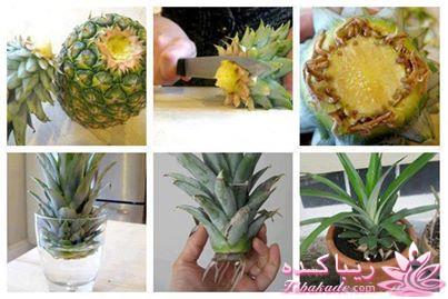 دنیای غذا و شیرینی