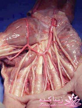 مجله سرگرمی زیباکده