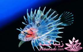 دنیای زیر آب