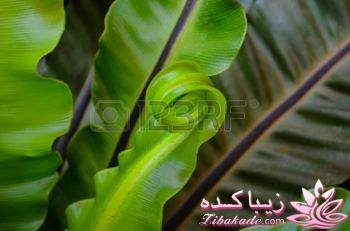 گیاهان آپارتمانی 