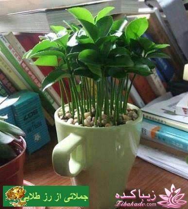 هسته های لیمو رو دور نریزید