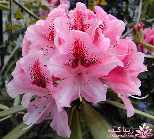 گیاهان آپارتمانی 