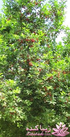 عکـــــــــــــــــس های گرفته شده در سفـــــــر