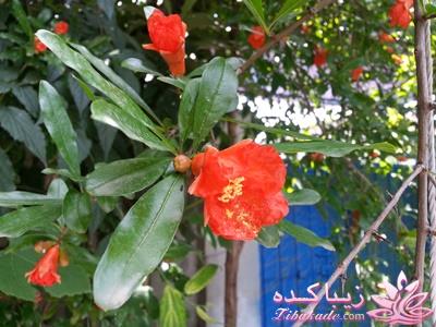 .:آلبوم عکسهای خودگرفته ما:.