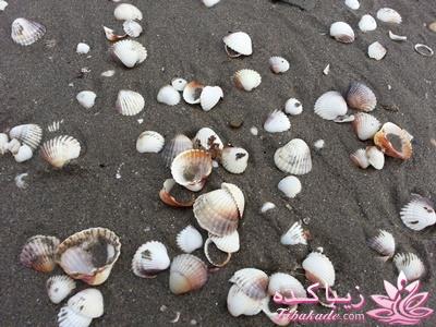 .:آلبوم عکسهای خودگرفته ما:.