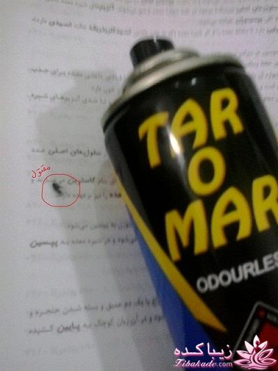 جـــــــــــــکـــــــ     جــــــــــالــــــــب