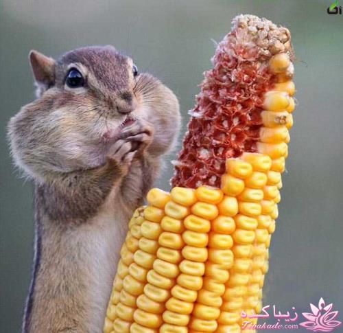 حیوانات بامزه