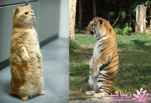 حیوانات بامزه