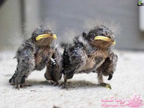 حیوانات بامزه