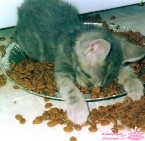 حیوانات بامزه