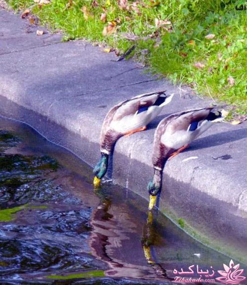 حیوانات بامزه