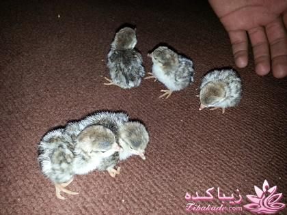 .:آلبوم عکسهای خودگرفته ما:.