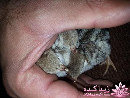 .:آلبوم عکسهای خودگرفته ما:.