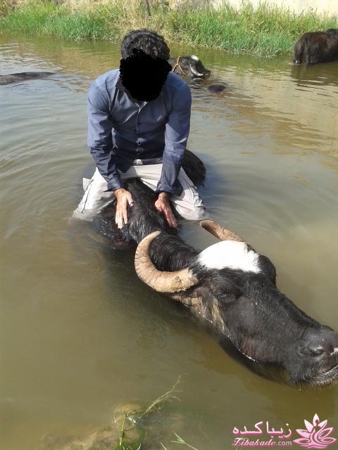 مسابقه عکاسی زیباکده ای مورد حمایت فروشگاه پانوراما**ویژه دریافت عکس**