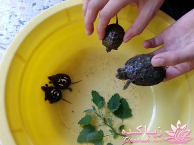 .:آلبوم عکسهای خودگرفته ما:.