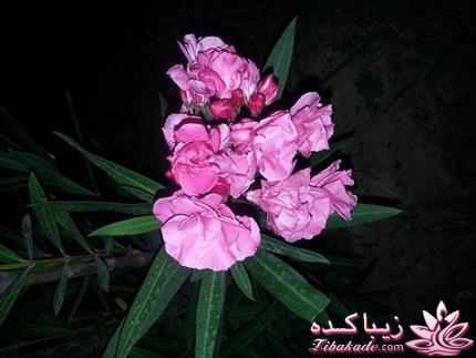 .:آلبوم عکسهای خودگرفته ما:.