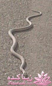 .:آلبوم عکسهای خودگرفته ما:.