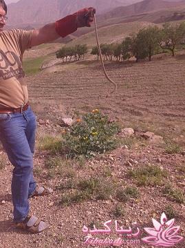 .:آلبوم عکسهای خودگرفته ما:.