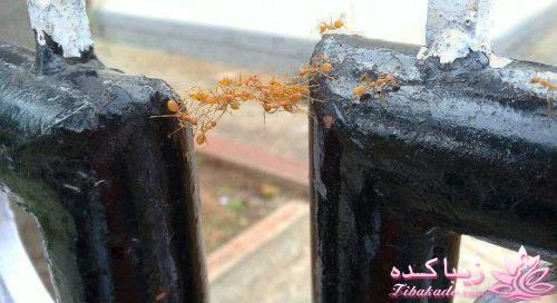 از خودگذشتگی مورچه ها