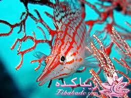 دنیای زیر آب