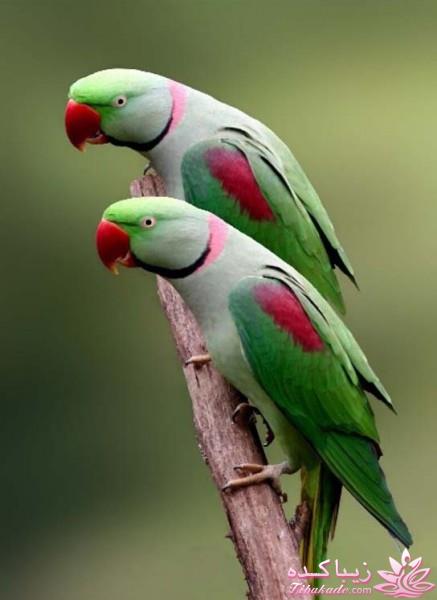 پرندگان زیبا