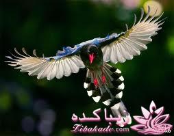پرندگان زیبا