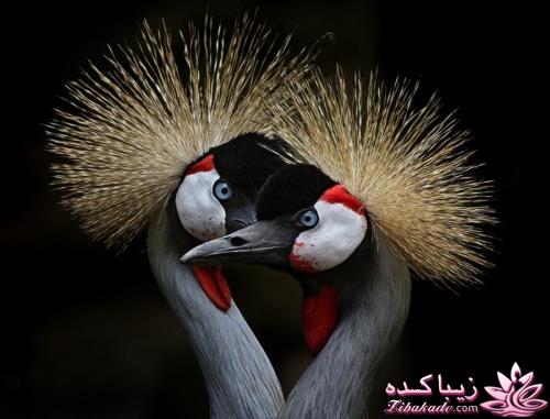 پرندگان زیبا