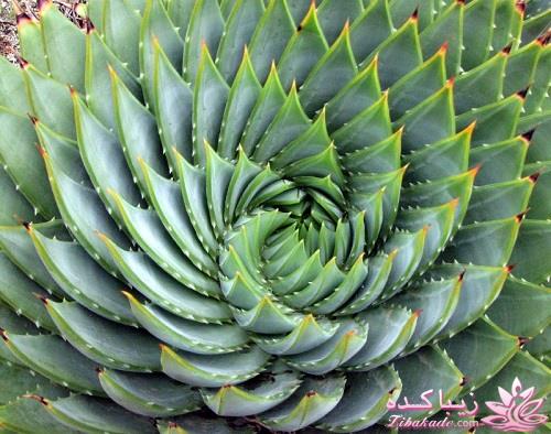 گیاهان آپارتمانی 