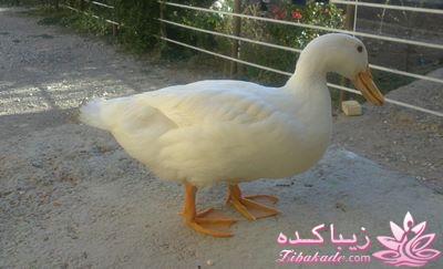 .:آلبوم عکسهای خودگرفته ما:.