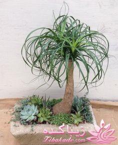 گیاهان آپارتمانی