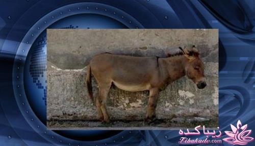 بدبخت از این الاغ . چ ب سر این بدبخت فلک زده اوردن :) :)