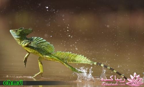 تصاویر دنیای حیوانات ( فرارو )