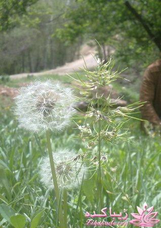 مسابقه عکاسی زیباکده ای مورد حمایت فروشگاه پانوراما**ویژه دریافت عکس**