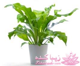 گیاهان آپارتمانی 