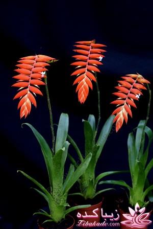 گیاهان آپارتمانی 