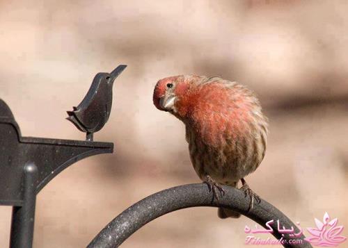 عکس های جالب