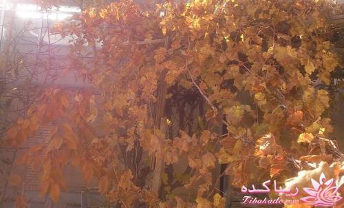 .:آلبوم عکسهای خودگرفته ما:.