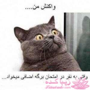 مجله سرگرمی زیباکده