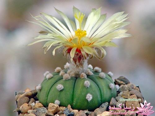 گیاهان آپارتمانی 