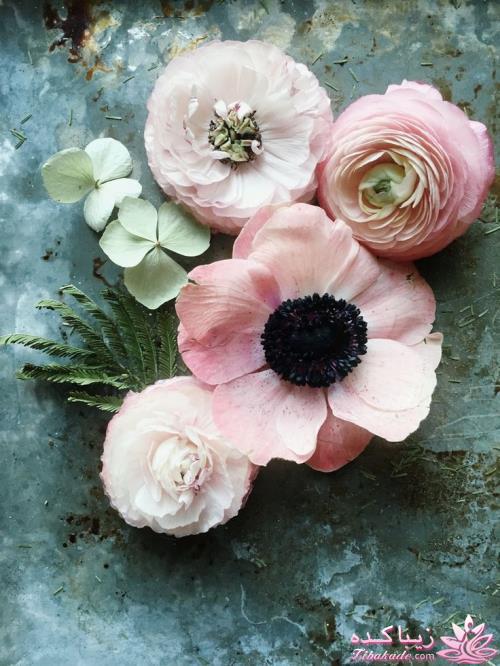 کانال زیباکده در تلگرام