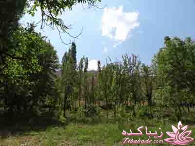 .:آلبوم عکسهای خودگرفته ما:.