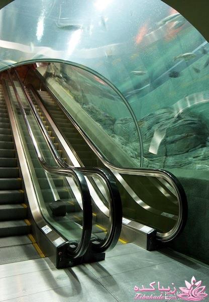 بزرگترین اکواریوم اسانسوری جهان