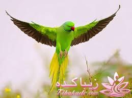 پرندگان زیبا